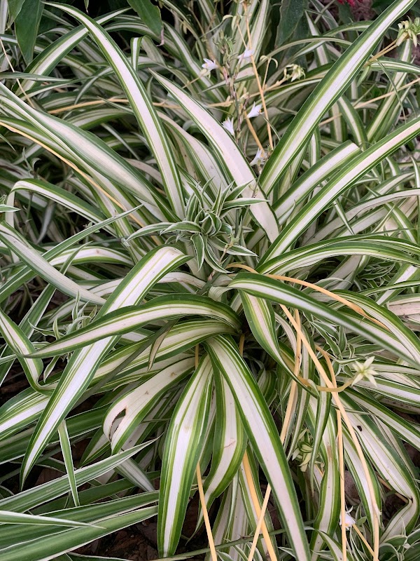 Garden São Jorge - geral em Barra do Jucu, Vila Velha/ES - Foto 5