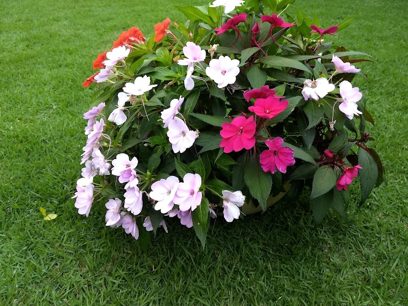 Serjap Serviços De Jardinagem E Paisagismo! - geral em Garoto, Vila Velha/ES - Foto 3