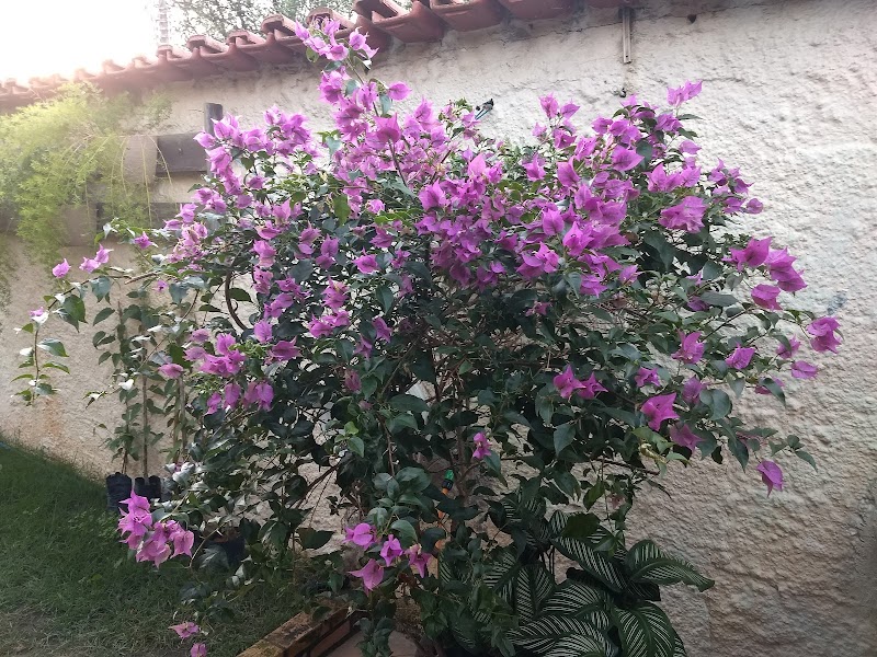 Serjap Serviços De Jardinagem E Paisagismo! - geral em Garoto, Vila Velha/ES - Foto 5
