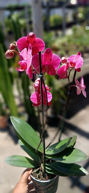 Vila Garden Plantas e Flores | Floricultura em Vila Velha - geral em Ilha dos Ayres, Vila Velha/ES - Foto 3