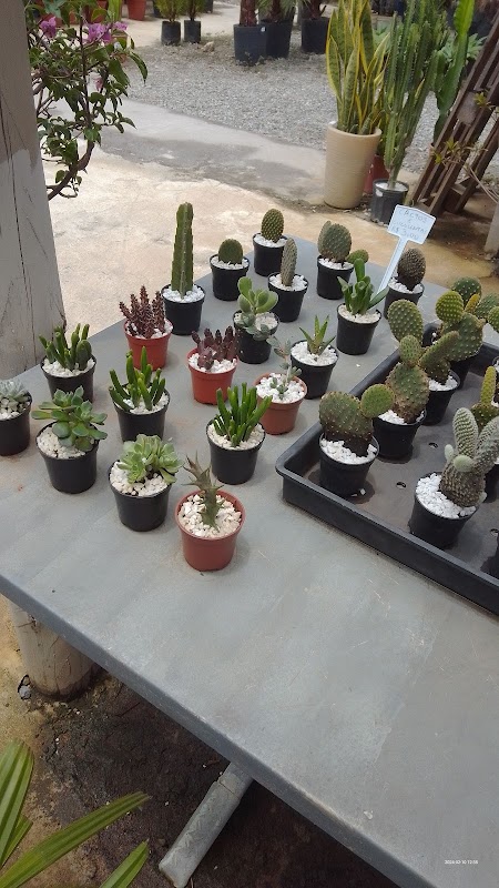 Vila Garden Plantas e Flores | Floricultura em Vila Velha - geral em Ilha dos Ayres, Vila Velha/ES - Foto 4