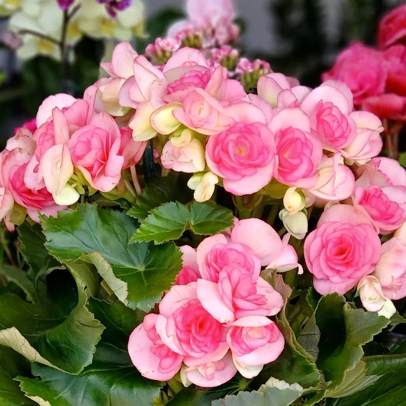 Vila Garden Plantas e Flores | Floricultura em Vila Velha - geral em Ilha dos Ayres, Vila Velha/ES - Foto 5