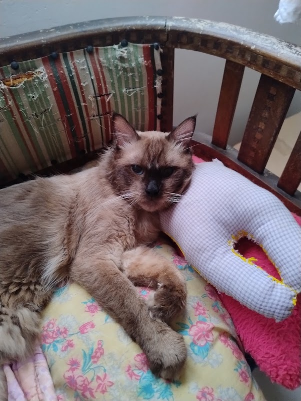 FF Pet Center | Vila Velha - geral em Itapoã, Vila Velha/ES - Foto 4