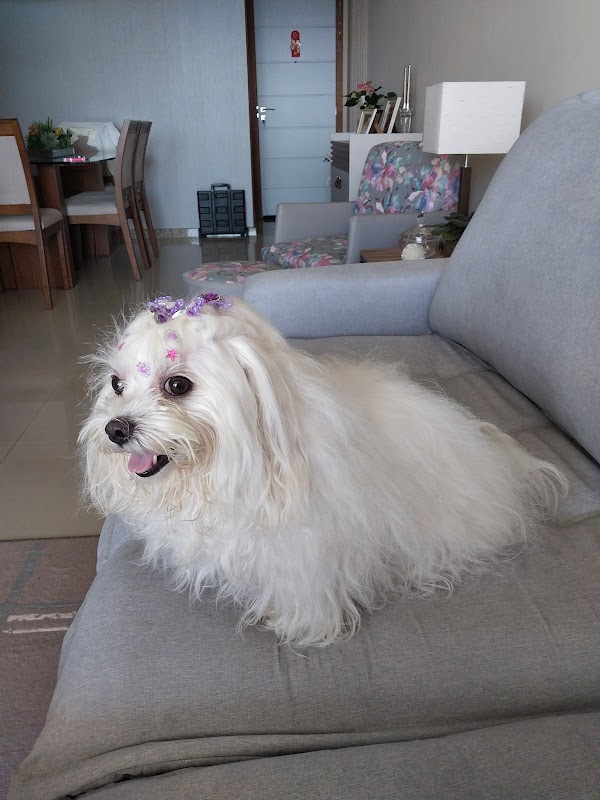 Foto 6 de FF Pet Center