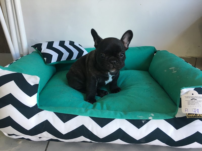 Pet Strelow - geral em Itapoã, Vila Velha/ES - Foto 3