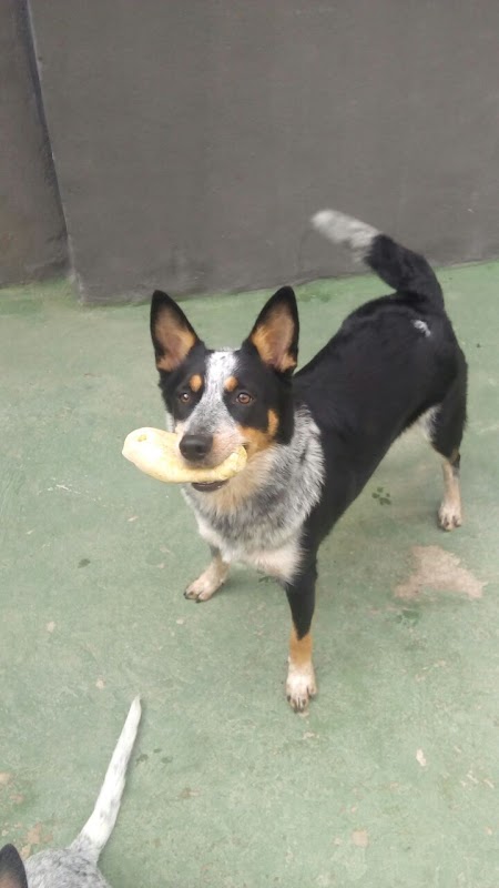 Pet Strelow - geral em Itapoã, Vila Velha/ES - Foto 4