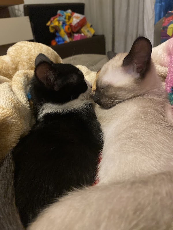 Pet Strelow - geral em Itapoã, Vila Velha/ES - Foto 5