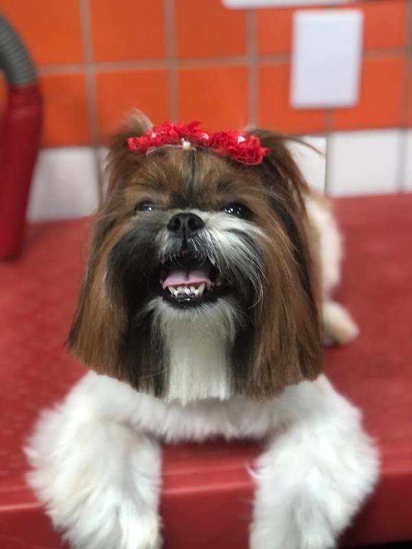 Foto 6 de Pet Strelow