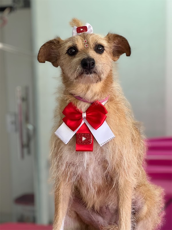 Patas Pet - geral em Jockey de Itaparica, Vila Velha/ES - Foto 4