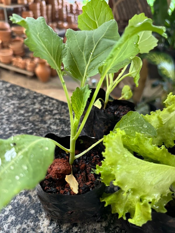 Shopping das Plantas - Floricultura em Nossa Senhora da Penha, Vila Velha/ES - Foto 3