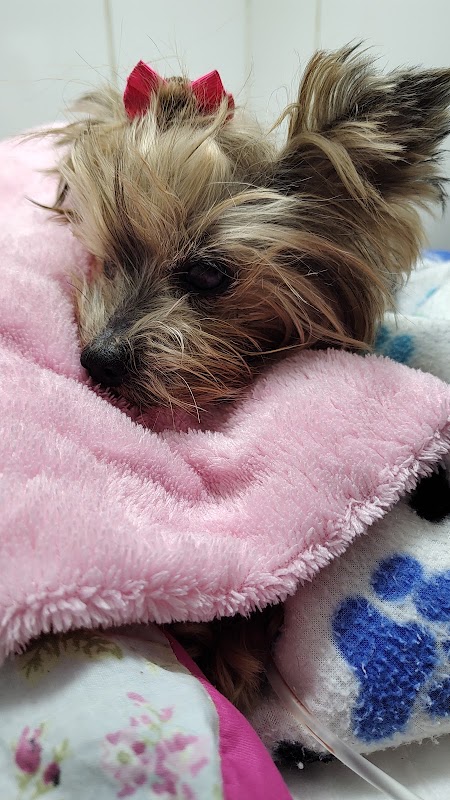 CDVet Centro de Diagnóstico Veterinário - geral em Praia da Costa, Vila Velha/ES - Foto 2