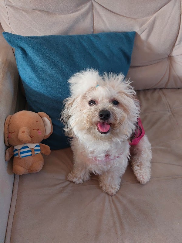 CDVet Centro de Diagnóstico Veterinário - geral em Praia da Costa, Vila Velha/ES - Foto 5