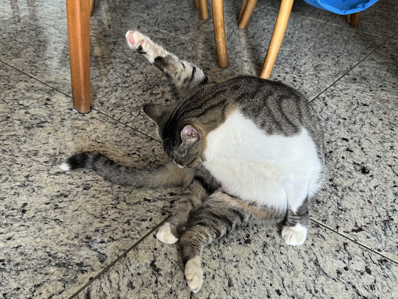 Foto 6 de CDVet Centro de Diagnóstico Veterinário