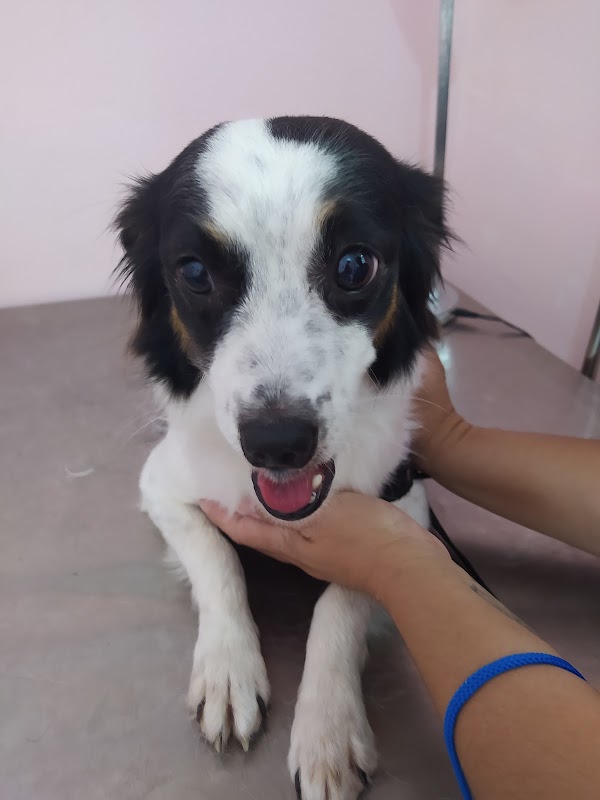 Clínica Veterinária Praia da Costa - geral em Praia da Costa, Vila Velha/ES - Foto 5