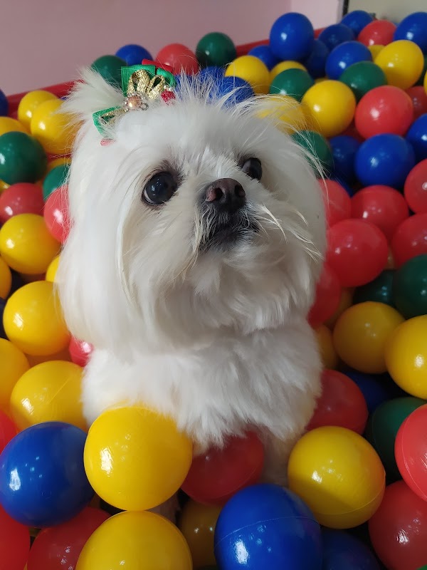 Foto 6 de Clínica Veterinária Praia da Costa