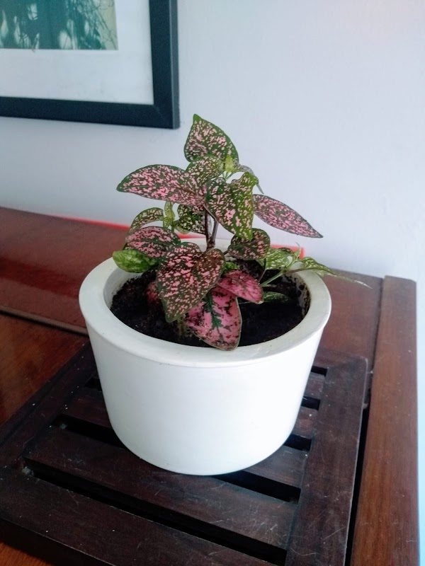 Floricultura Flor de Minas - geral em Praia da Costa, Vila Velha/ES - Foto 4