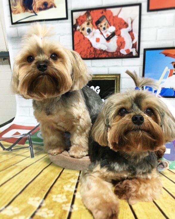 Lilla & Joe PetShop Praia Da Costa - geral em Praia da Costa, Vila Velha/ES - Foto 3