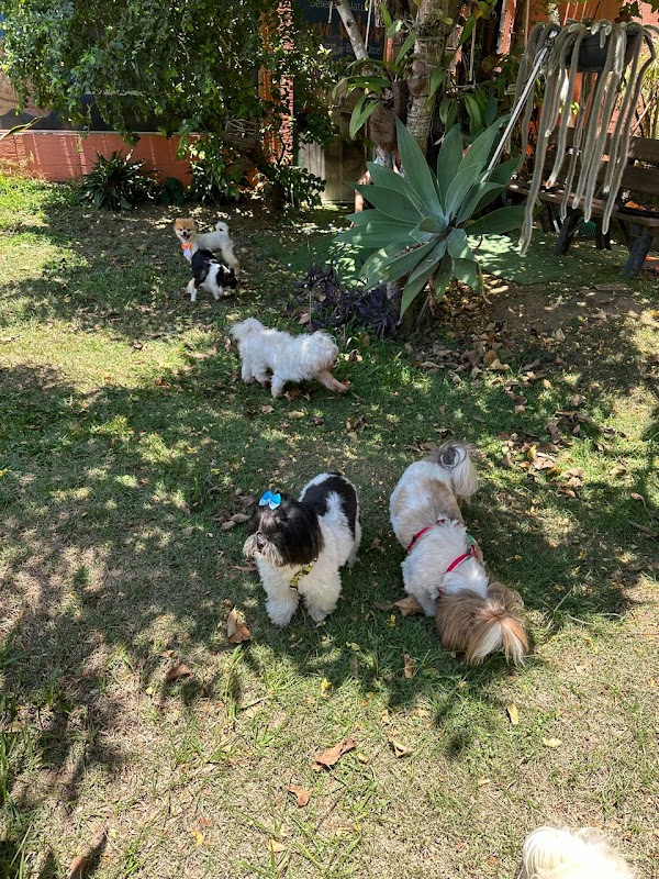 Foto 6 de Lilla & Joe Pet Shop