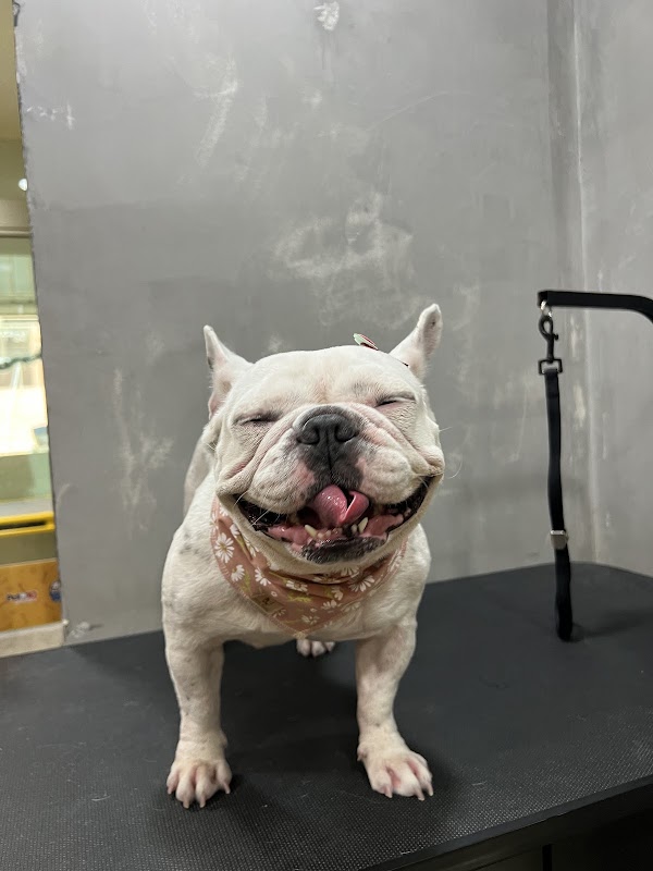 Pet 10 By Andrade & Camargo - geral em Praia da Costa, Vila Velha/ES - Foto 2