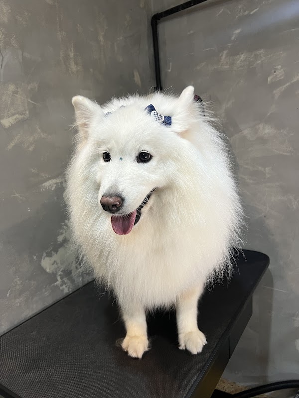 Pet 10 By Andrade & Camargo - geral em Praia da Costa, Vila Velha/ES - Foto 4