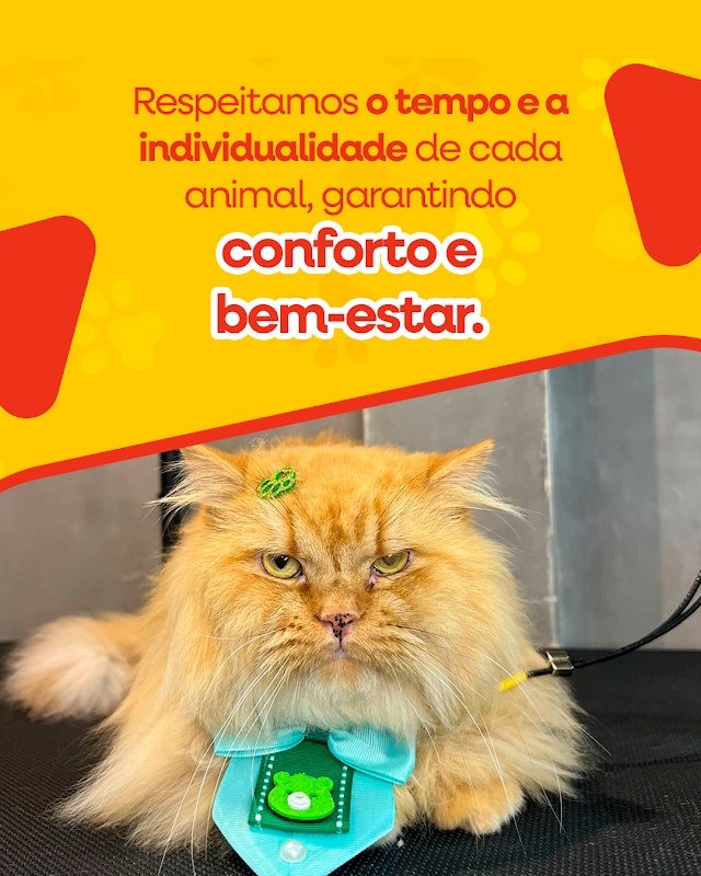 Pet 10 By Andrade & Camargo - Pet Shop em Praia da Costa, Vila Velha/ES - Foto 5