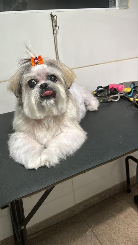 Pet Shop | Pet Mimo Praia da Costa - geral em Praia da Costa, Vila Velha/ES - Foto 3