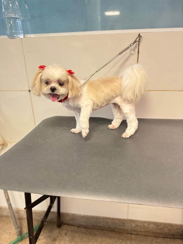 Pet Shop | Pet Mimo Praia da Costa - geral em Praia da Costa, Vila Velha/ES - Foto 4