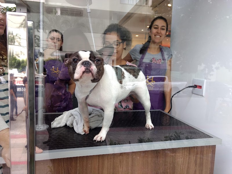 Pet Wash Praia da Costa - geral em Praia da Costa, Vila Velha/ES - Foto 2