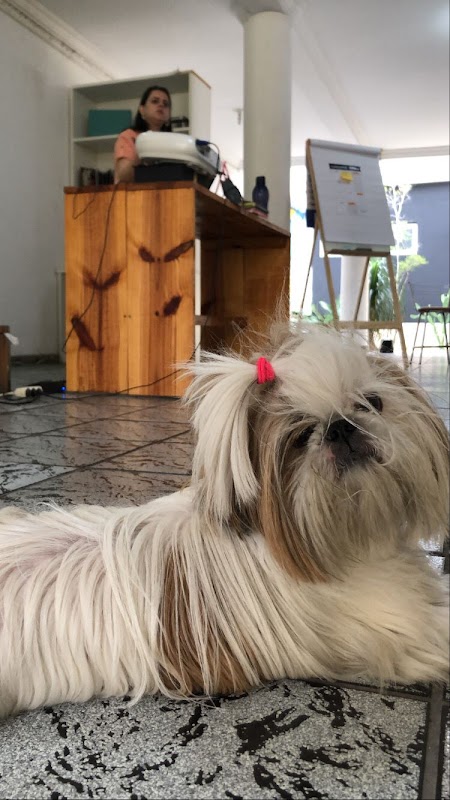 Pet Premium Pet Shop - geral em Praia de Itaparica, Vila Velha/ES - Foto 3