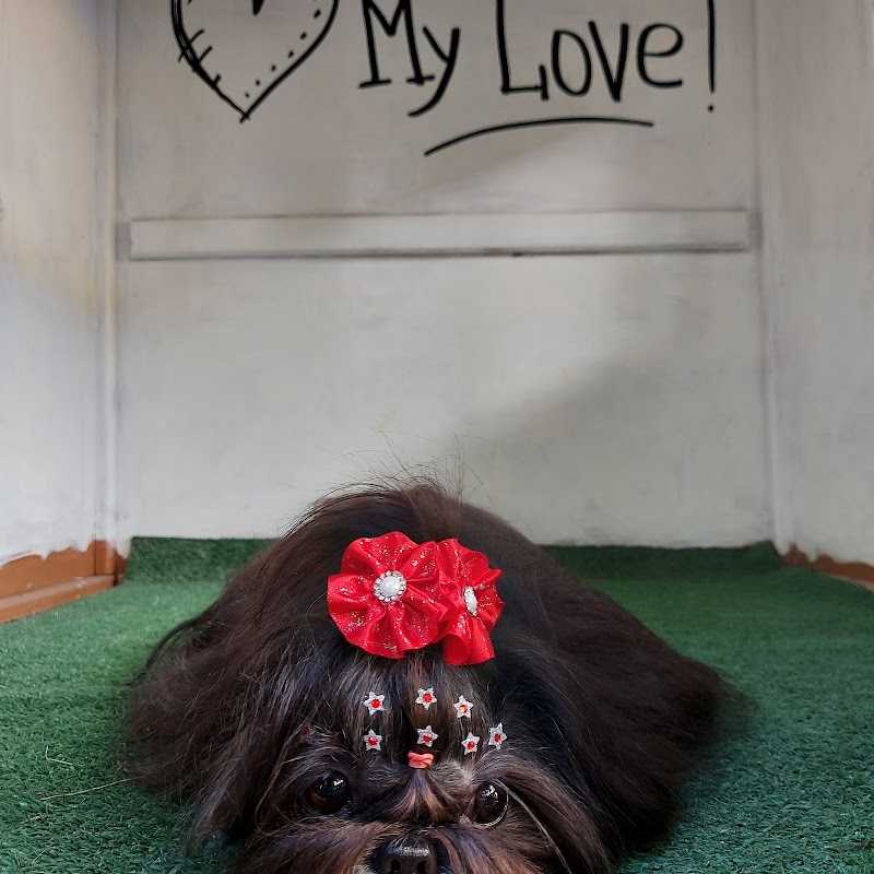 Pet Premium Pet Shop - geral em Praia de Itaparica, Vila Velha/ES - Foto 4