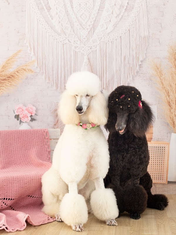 Pet Premium Pet Shop - geral em Praia de Itaparica, Vila Velha/ES - Foto 5