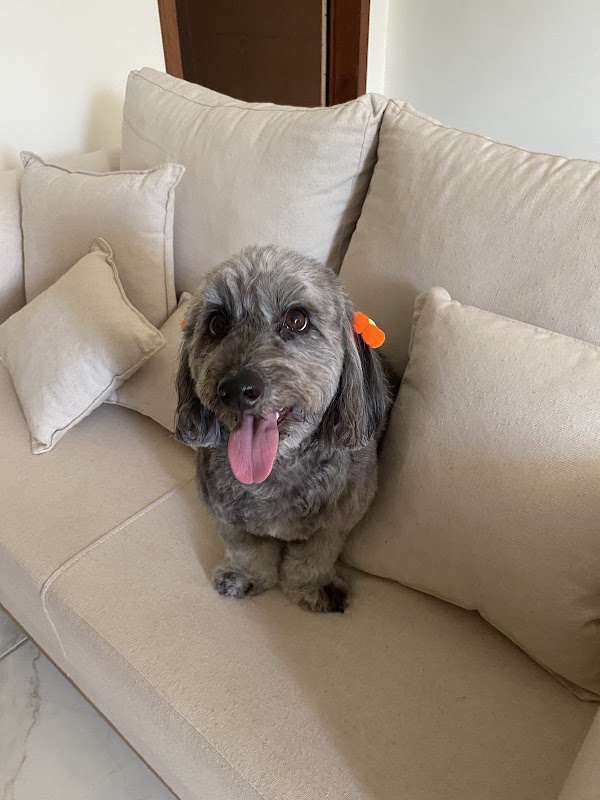 Pet Wash Praia Pet - geral em Praia de Itaparica, Vila Velha/ES - Foto 2