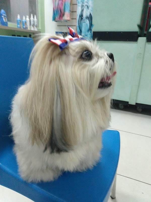 Pet Wash Praia Pet - geral em Praia de Itaparica, Vila Velha/ES - Foto 5