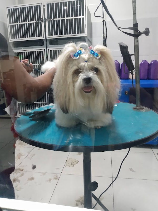 Foto 6 de Pet Wash Praia Pet