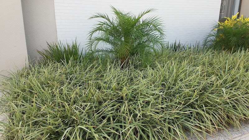 Clorophylla Paisagismo - geral em Terra Vermelha, Vila Velha/ES - Foto 3